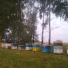 мед в Воронеже