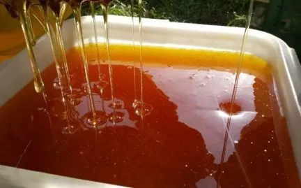 мёд натуральный (опт, фасовка) в Воронеже