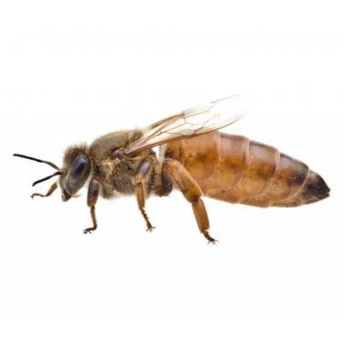фотография продукта Пчеломатки карника, бакфаст, кордован